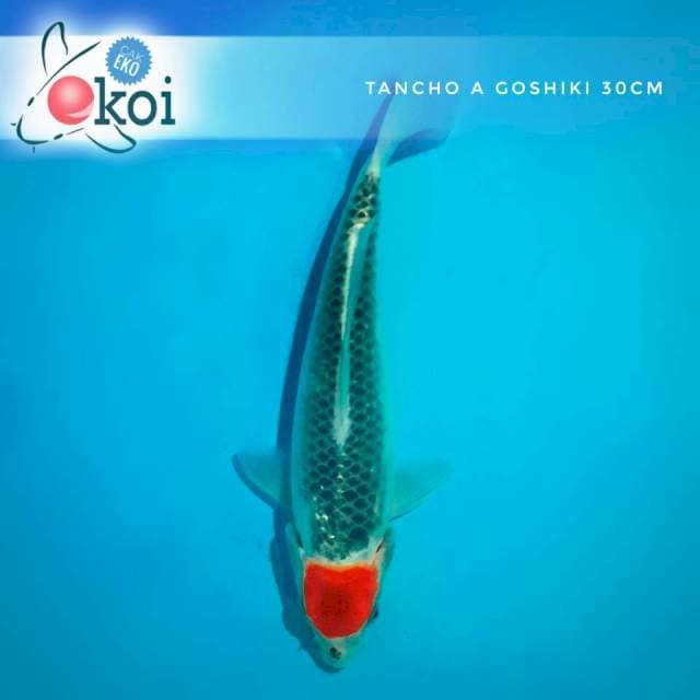 Tancho Goshiki A (perlu sedikit "sentuhan")