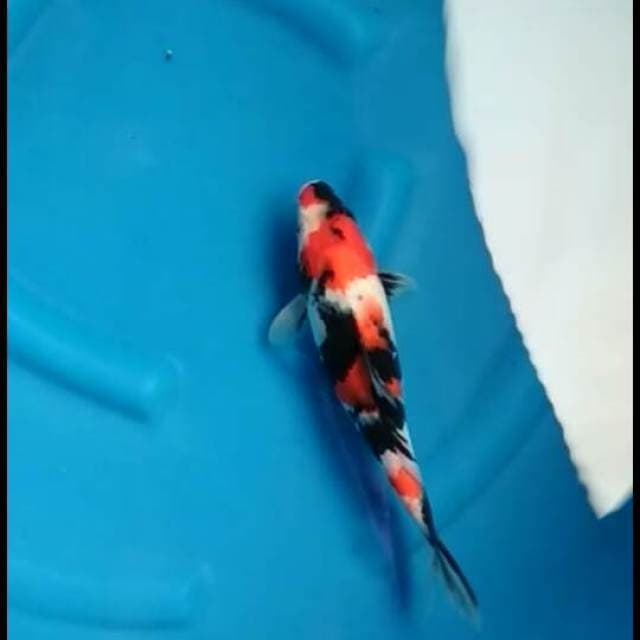 Showa sanshoku alus 28cm male