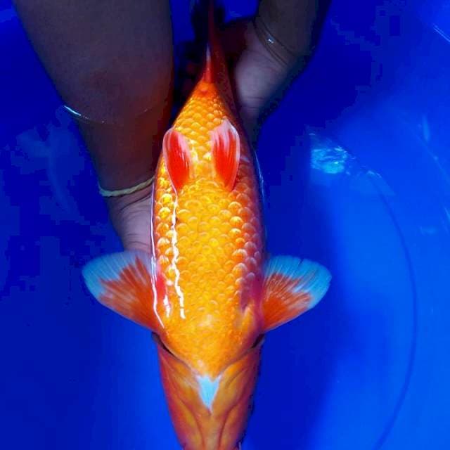 Tembus (Ginrin) 40 CM Male