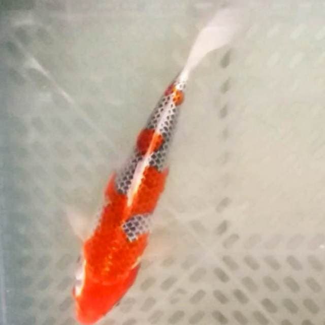 Goshiki 31cm bersih..