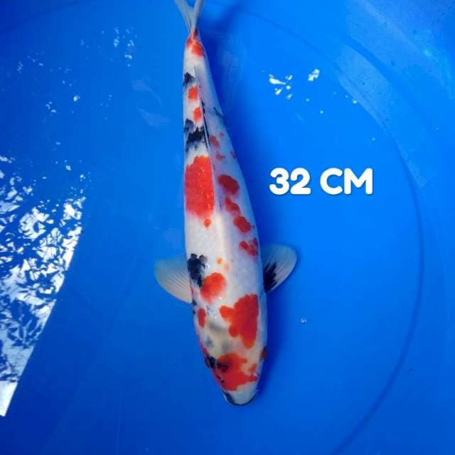 Showa Tategoi 32 CM