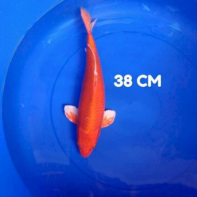38 CM