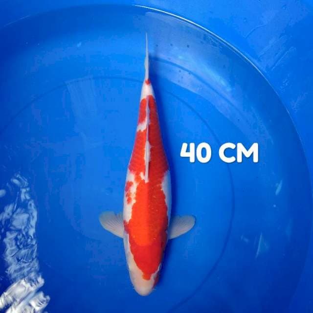Kohaku 40 CM Male