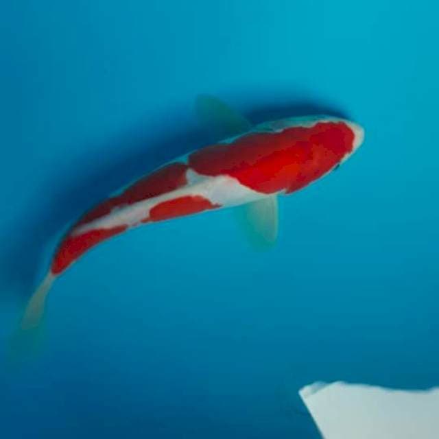 Kohaku