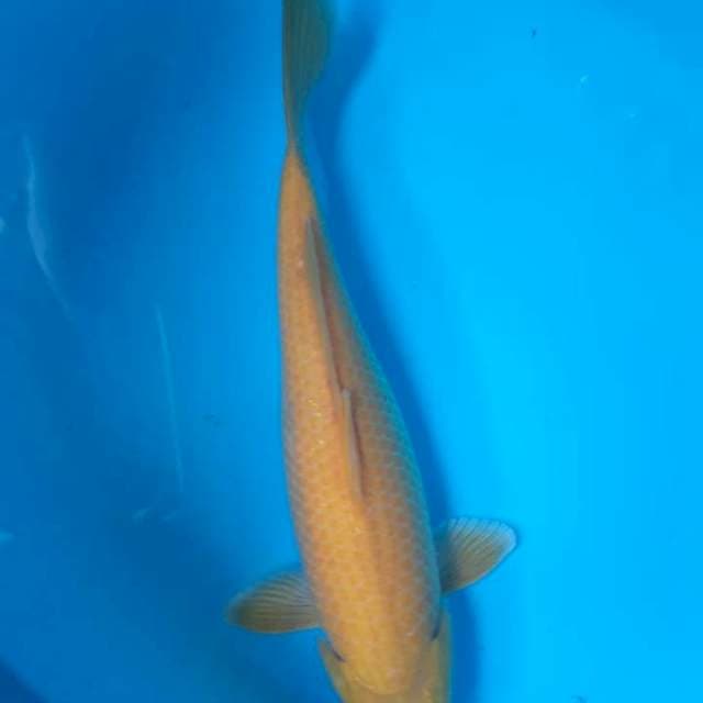 Karasi