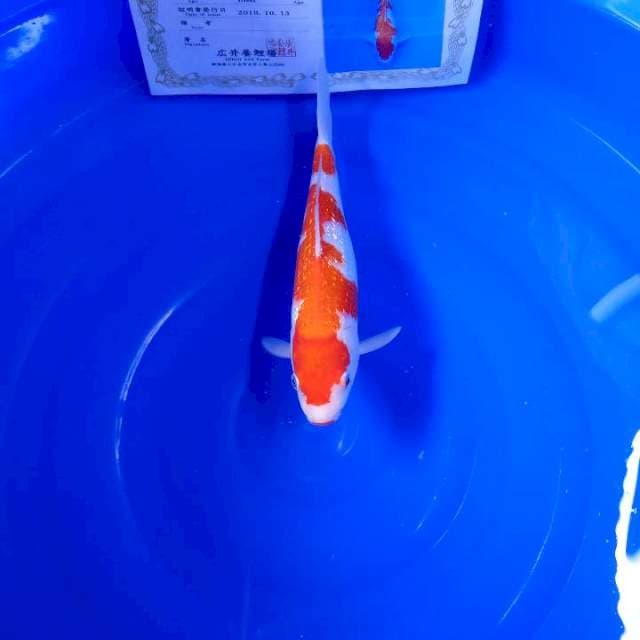 Gindrin kohaku serti hiroi
