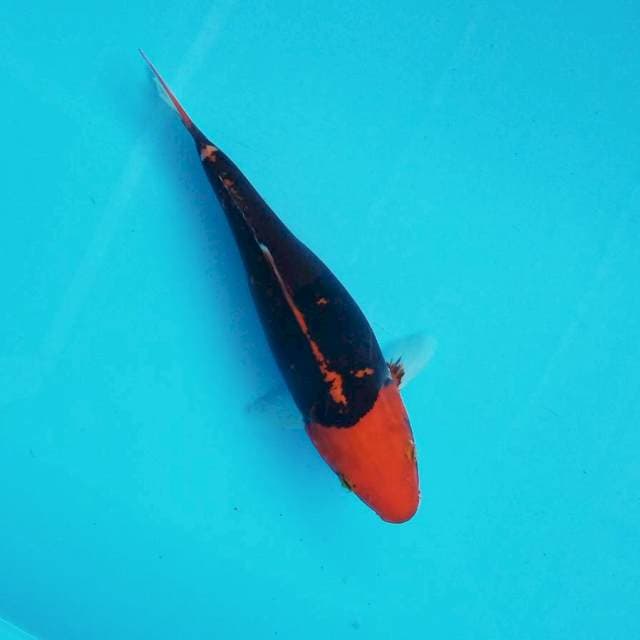 E. 27cm Maruten Benikumon