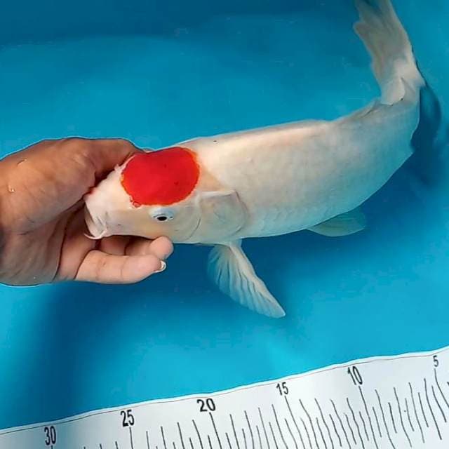 Tancho ORI Jumbo 43cm