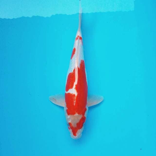 G. 35cm Doitsu Kohaku