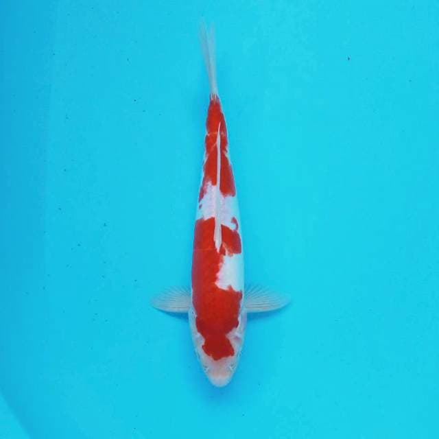 H. 32cm Doitsu Kohaku