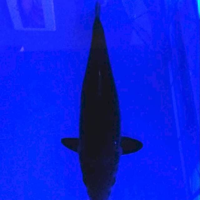 Karasugoi 40cm