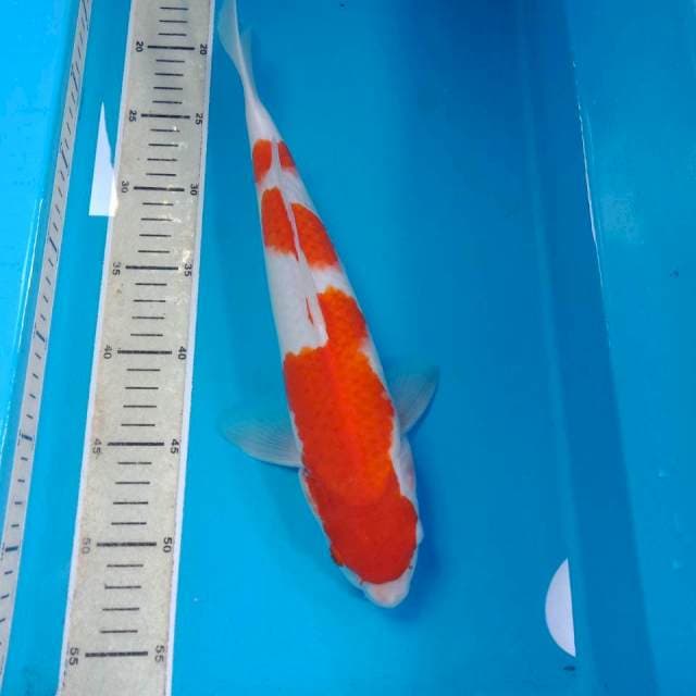 Kohaku 35 cm