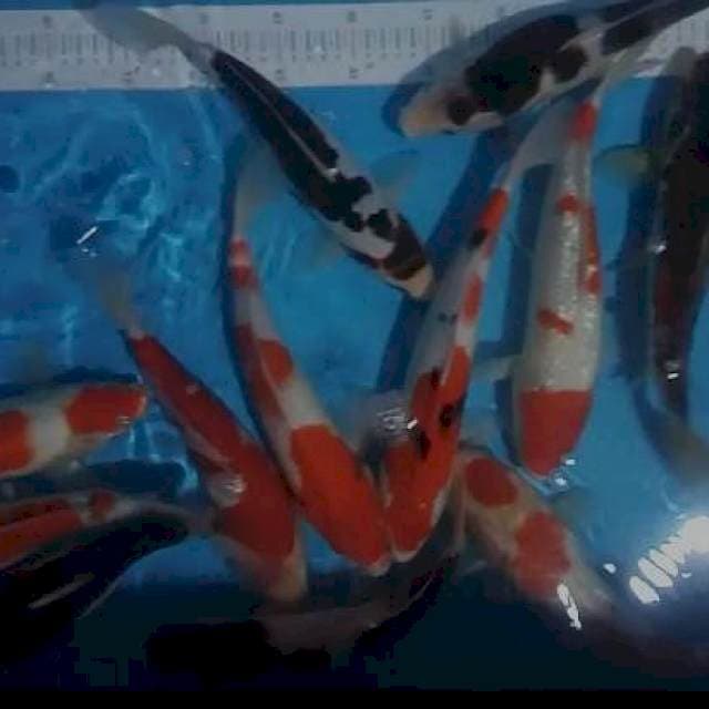 mix .goromo,kohaku, sanke,showa,total 13 ekor