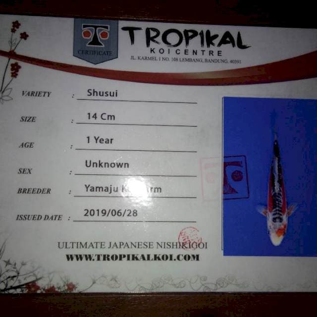 Shusui 14cm (marusei). Import dan Sertifikat