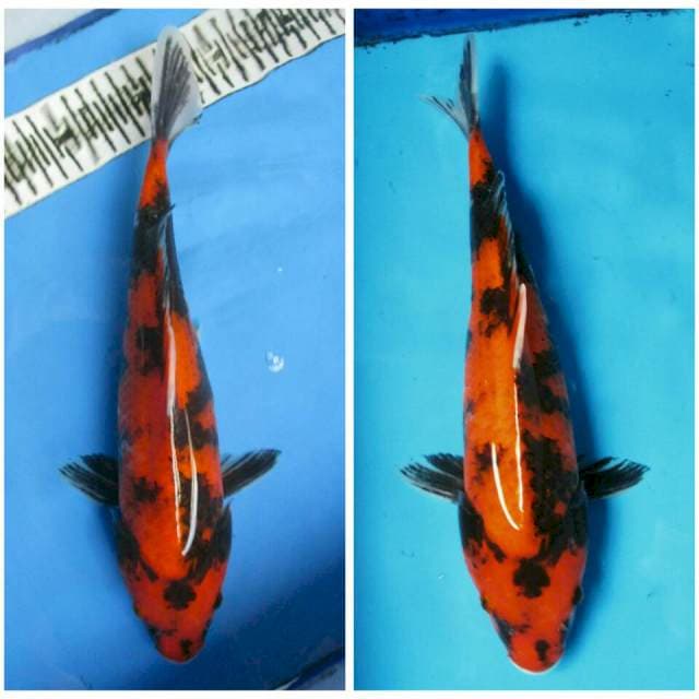 HI SHOWA 34CM