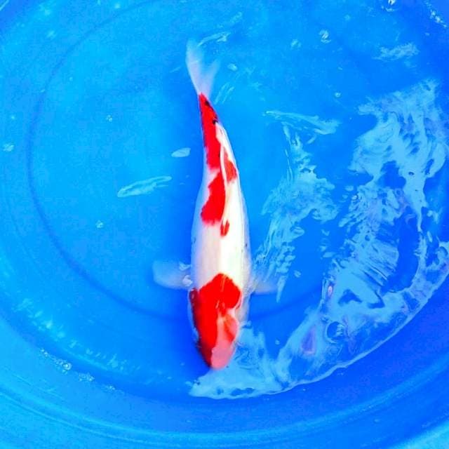 Inazuma sanke merah 40bu