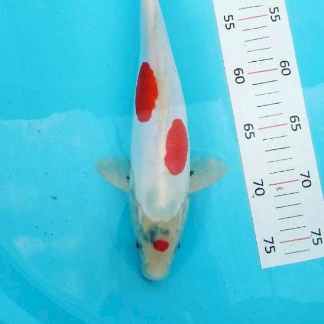 Doitsu 30cm