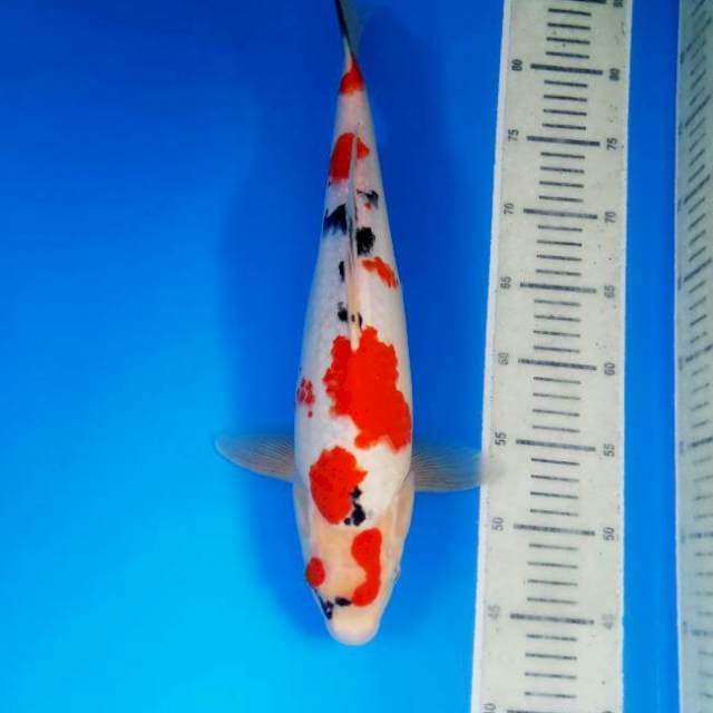 Kindai Showa 40cm