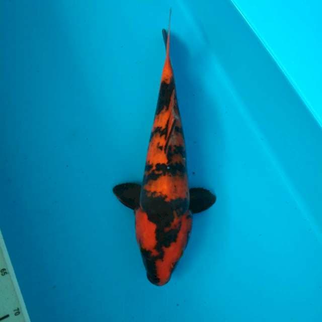 HI UTSURI 38CM FEMALE