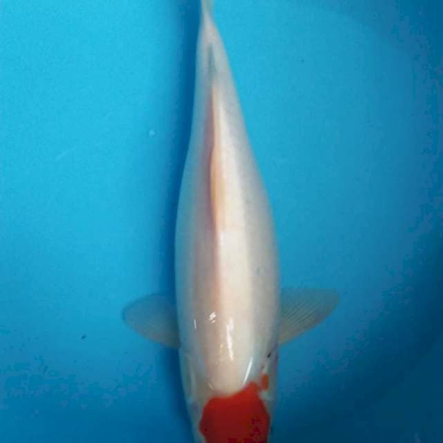 Tancho kohaku
