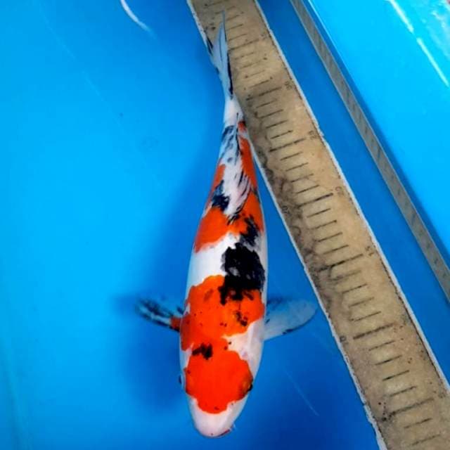 Sanke 30 cm