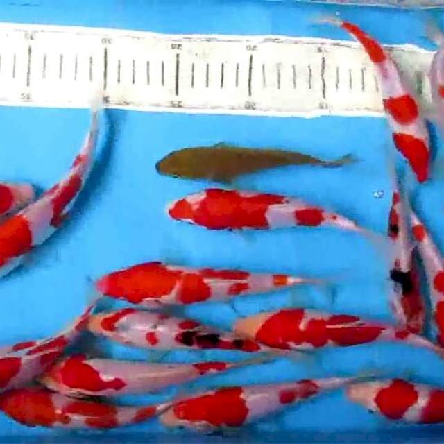 Sansoku15-18cm 20ekor