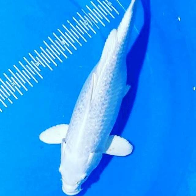 Platinum 35m