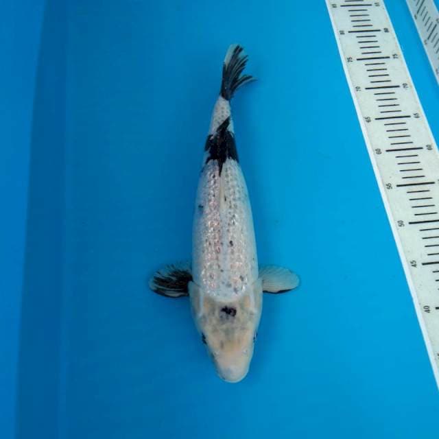 SHIRO GINRIN 43CM FEMALE
