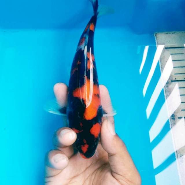 SHOWA 22CM MALE