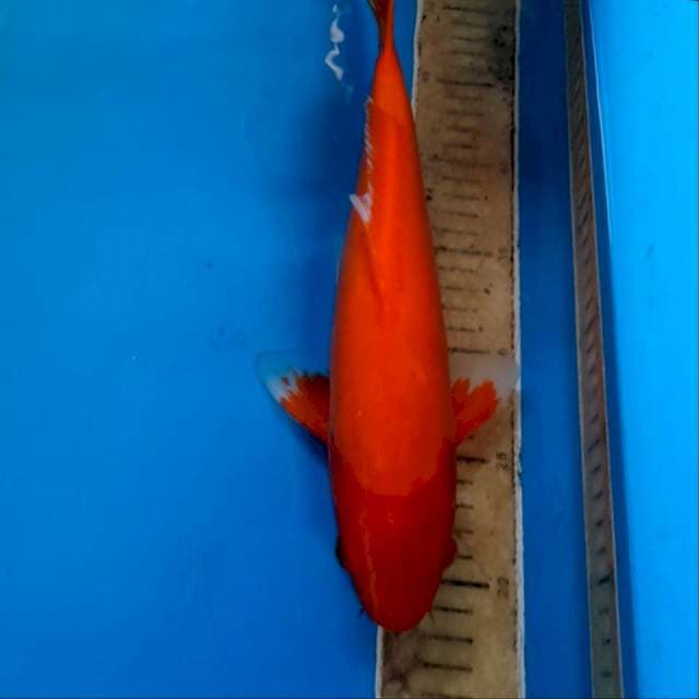 Beni doit tembus perut 33 cm