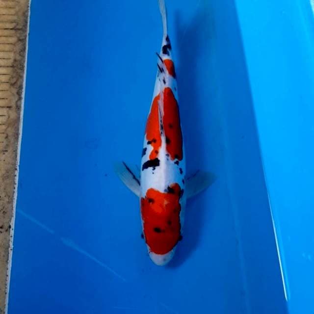 Sake doitsu 30 cm
