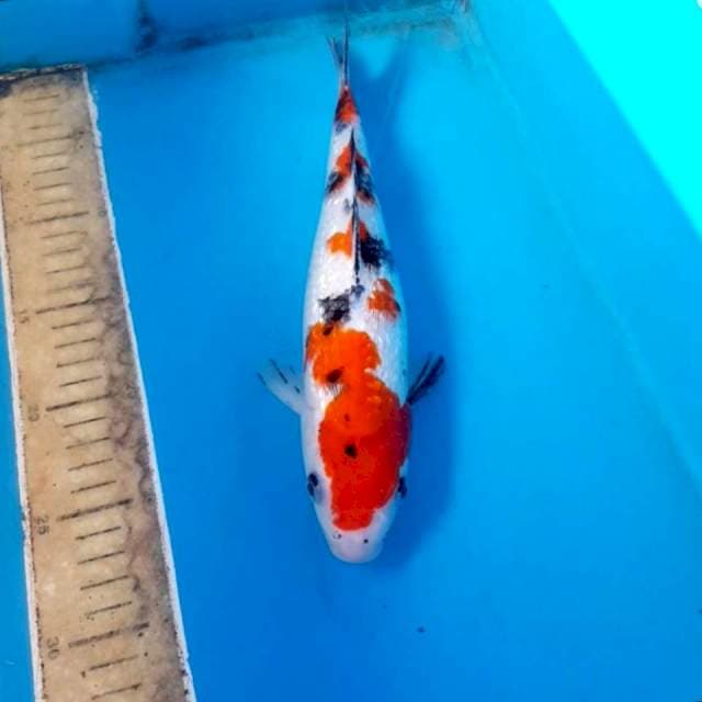 Kohaku ginrin 30 cm