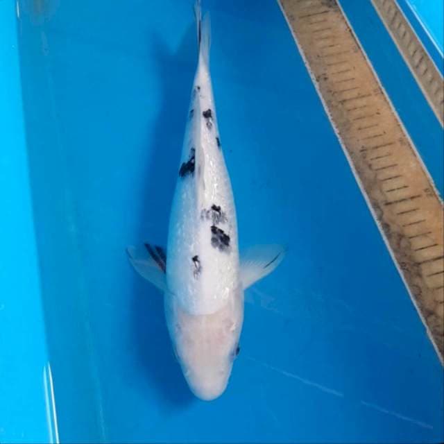 Bekko ginrin 33 cm