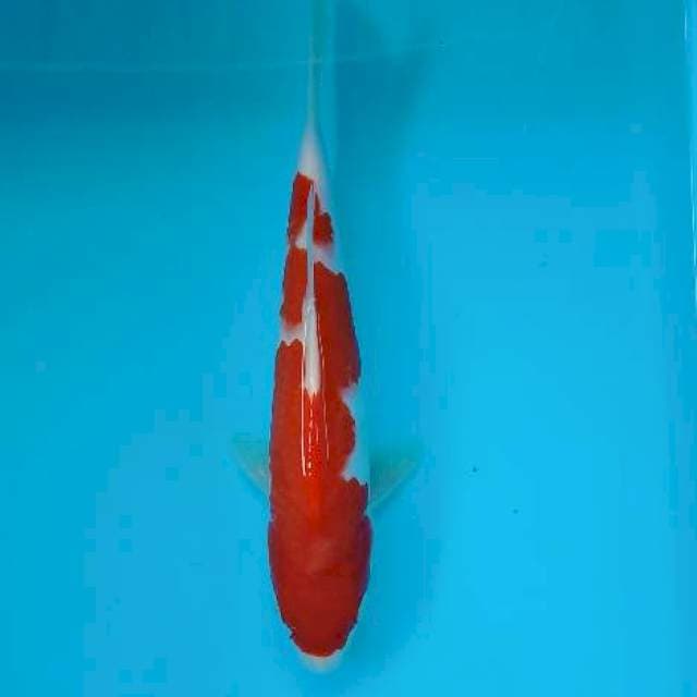 KOHAKU 23 CM