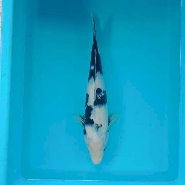 SHIRO 32 CM