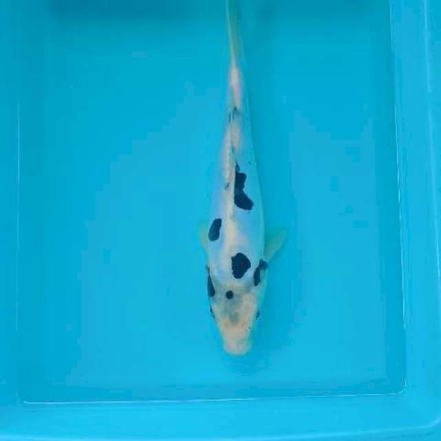 SHIRO 32 CM