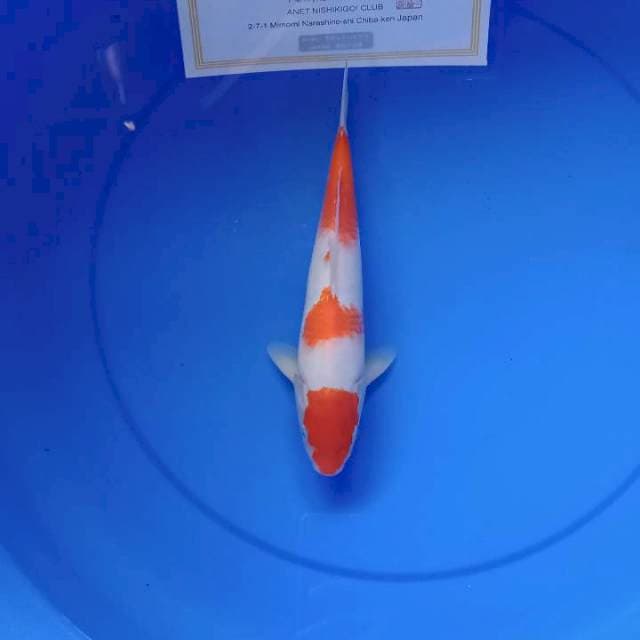 Kohaku import 26cm anetto serti