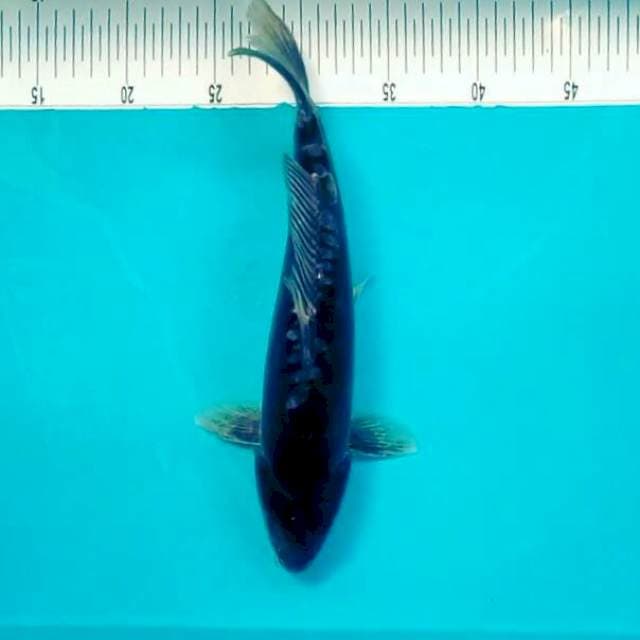 Si hitam doit*30cm