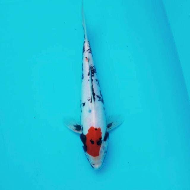 Beni matsukawabake*26cm