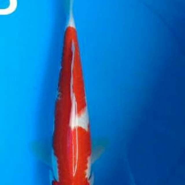 Kohaku 32cm