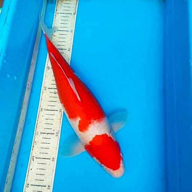 Kohaku 39cm