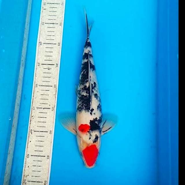 Sanke 33cm