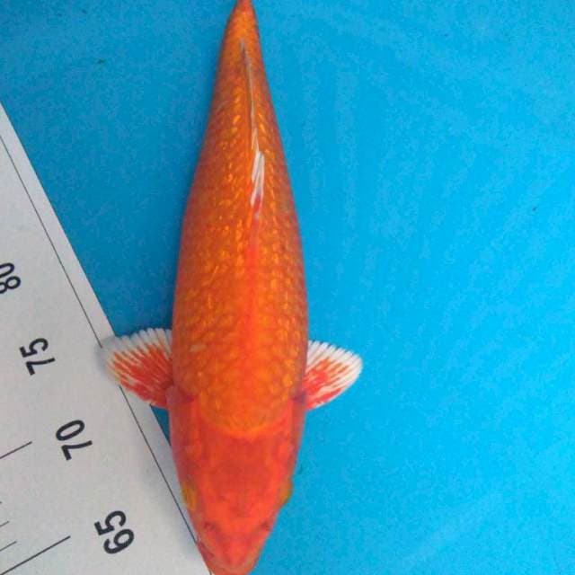ORENJI OGON GiNRIn body bulky