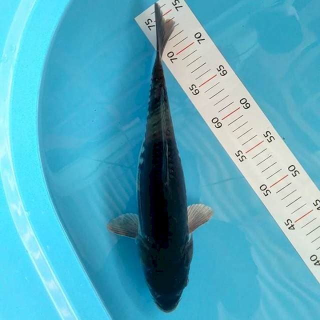 Doitsu 35cm