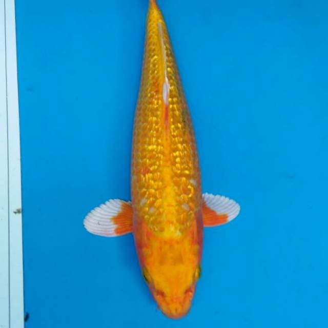 YAMABUKI Ogon GINRIN full