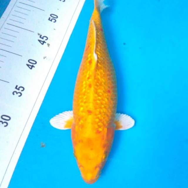 YAMABUKI GINRIN MONTOK