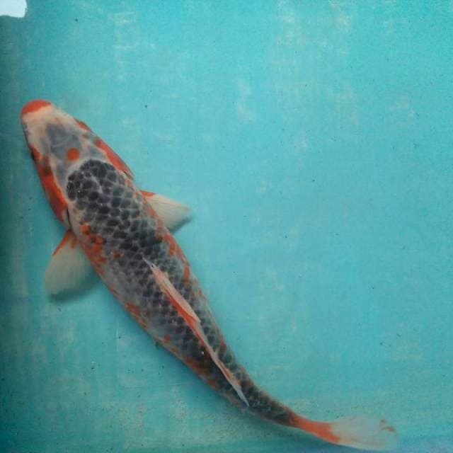 Cantik 28cm