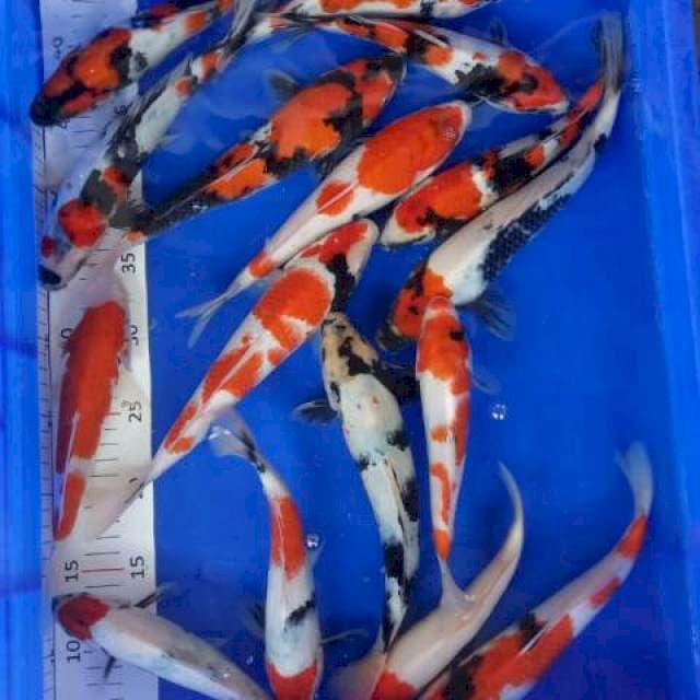 Mix Koi 17ekor
