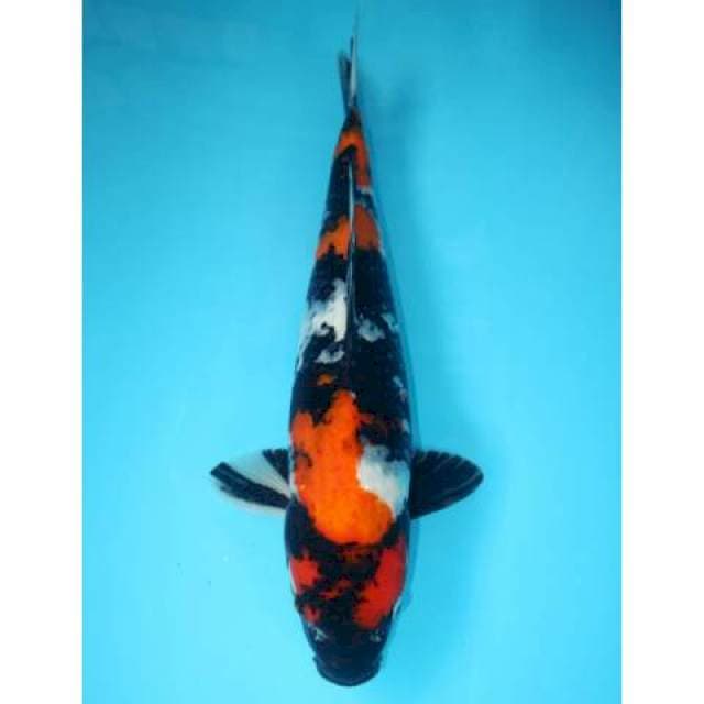 Showa Finish Jumbo Tosai 44 cm
