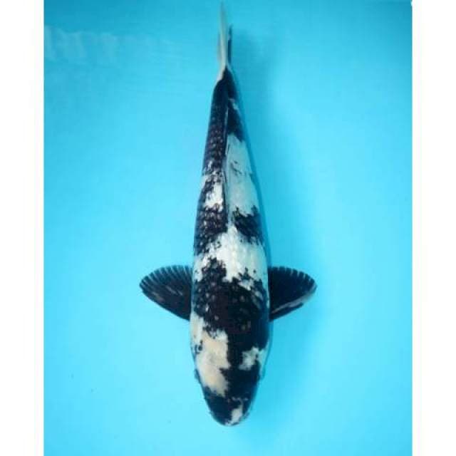 Shiro Ginrin Putih 44 cm